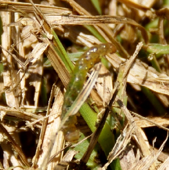 Tropical sod webwormpng